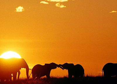 закат, животные, силуэты, мара, слоны, Африка, Кения - случайные обои для рабочего стола