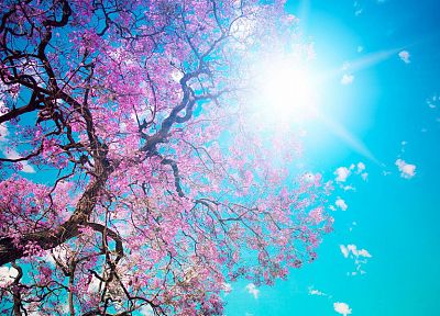 природа, вишни в цвету, цветы, весна, цветы, солнечный свет, голубое небо, Вс вспышка - оригинальные обои рабочего стола