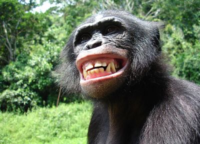 животные, обезьяны, Bonobo - случайные обои для рабочего стола