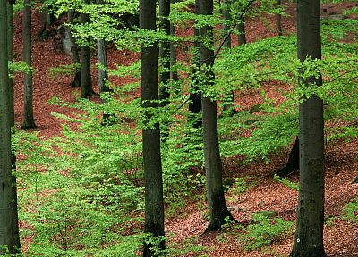 природа, леса, Швеция - обои на рабочий стол