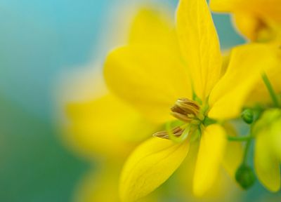 природа, цветы, желтые цветы - случайные обои для рабочего стола