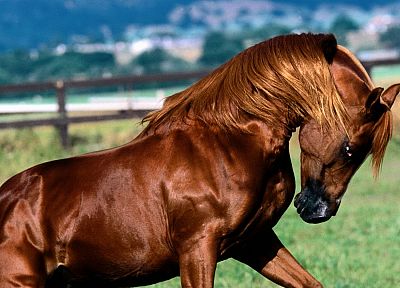 животные, лошади - копия обоев рабочего стола