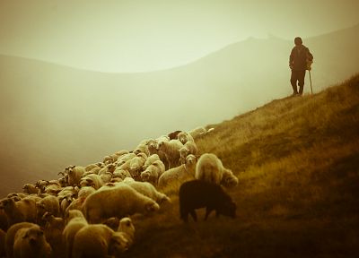 животные, овца, Shielk - оригинальные обои рабочего стола