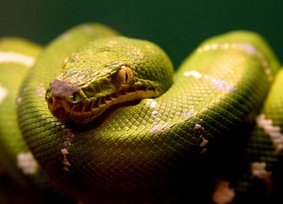 змеи - случайные обои для рабочего стола