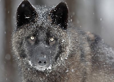 серый, живая природа, Канада, волки - случайные обои для рабочего стола