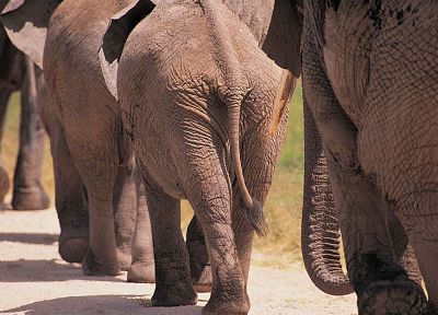 животные, слоны - оригинальные обои рабочего стола