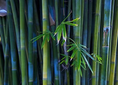 зеленый, природа, деревья, макинтош, бамбук - случайные обои для рабочего стола
