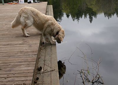 собаки, озера - оригинальные обои рабочего стола