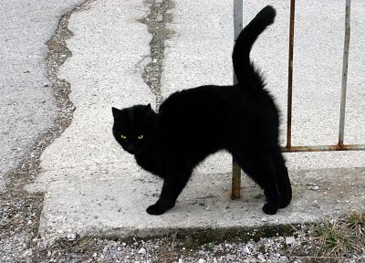 Черный кот, котята - обои на рабочий стол