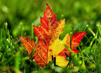 природа, осень, листья, трава, глубина резкости, опавшие листья - обои на рабочий стол