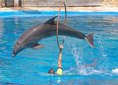 вода, прыжки, дельфины - случайные обои для рабочего стола