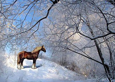 природа, снег, лошади - обои на рабочий стол