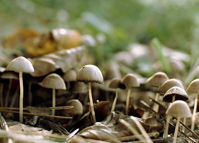 природа, грибы - оригинальные обои рабочего стола