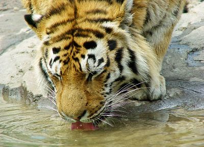 вода, животные, тигры - обои на рабочий стол