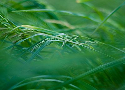 зеленый, крупный план, трава, не в фокусе - похожие обои для рабочего стола