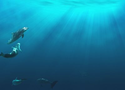 дельфины, под водой - случайные обои для рабочего стола