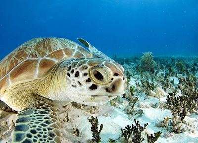 океан, морские черепахи - копия обоев рабочего стола