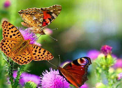 природа, цветы, насекомые, глубина резкости, бабочки - обои на рабочий стол