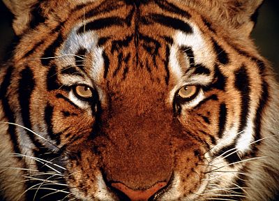 животные, тигры - оригинальные обои рабочего стола