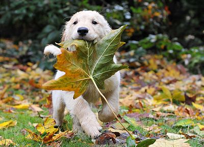 лист, осень, животные, щенки - случайные обои для рабочего стола