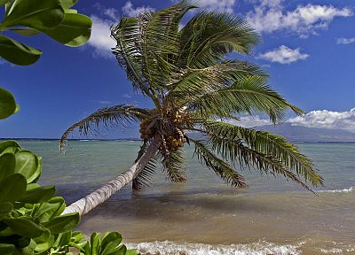 океан, пальмовые деревья - оригинальные обои рабочего стола