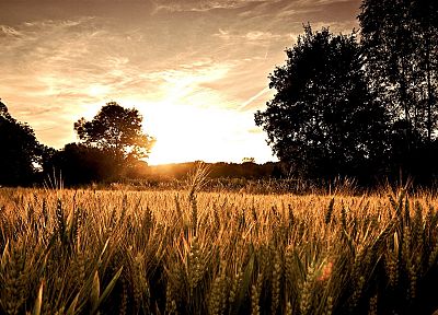 закат, пейзажи, природа, пшеница - случайные обои для рабочего стола