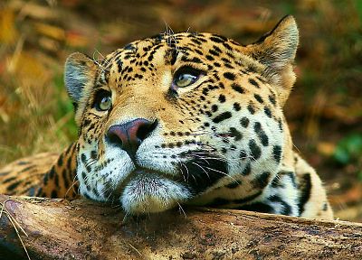 животные, леопарды - случайные обои для рабочего стола