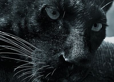 черный цвет, кошки, животные, пантеры - оригинальные обои рабочего стола