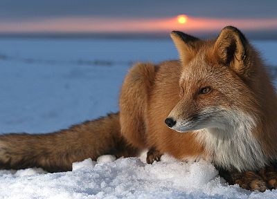 снег, животные, живая природа, лисы - обои на рабочий стол