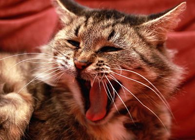 красный цвет, кошки, животные, язык, зевает - похожие обои для рабочего стола