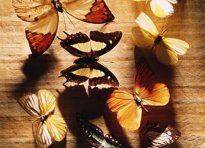 природа, насекомые, макро, бабочки - оригинальные обои рабочего стола