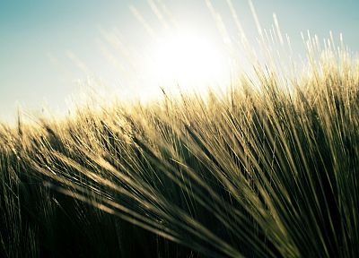 природа, трава, поля, пшеница, растения - похожие обои для рабочего стола