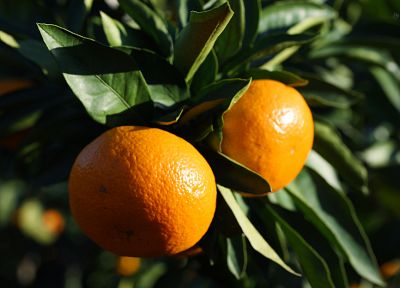 фрукты, апельсины - оригинальные обои рабочего стола