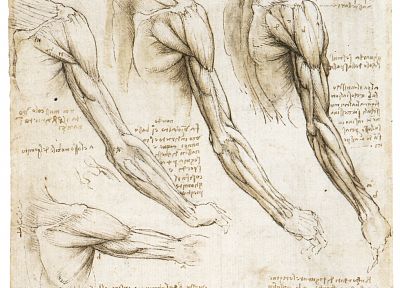 анатомия, Леонардо да Винчи - похожие обои для рабочего стола