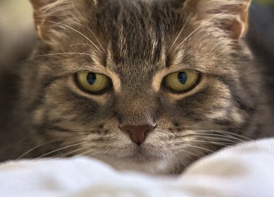 глаза, кошки, животные - похожие обои для рабочего стола