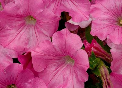 цветы, розовые цветы - похожие обои для рабочего стола