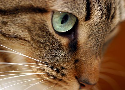 глаза, кошки, животные - случайные обои для рабочего стола