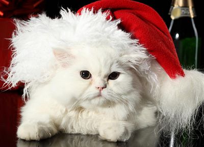 котята, Новогодние наряды - обои на рабочий стол