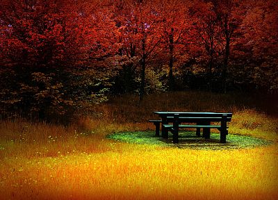 деревья, осень, скамья - обои на рабочий стол