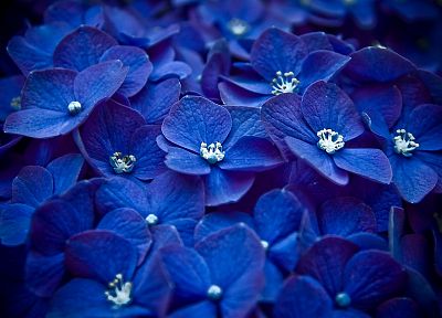 природа, цветы, макро, синие цветы, Гортензии - оригинальные обои рабочего стола