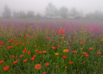 цветы, луга, туман - случайные обои для рабочего стола