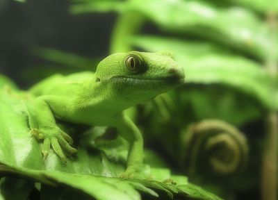 зеленый, природа, рептилия, Плащеносная ящерица - обои на рабочий стол