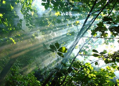 природа, деревья, листья, солнечный свет, филиалы - случайные обои для рабочего стола