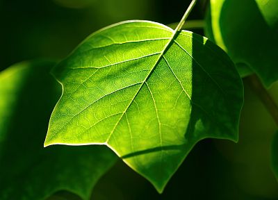 природа, листья - обои на рабочий стол