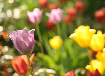 природа, цветы, тюльпаны - случайные обои для рабочего стола