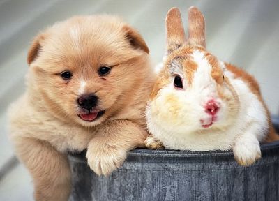 животные, собаки, кролики - популярные обои на рабочий стол