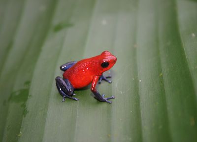 животные, лягушки, Коста-Рика, амфибии, Древолазов - похожие обои для рабочего стола