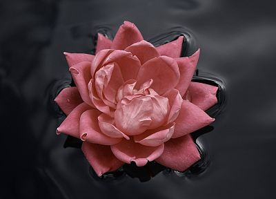 цветок лотоса - копия обоев рабочего стола