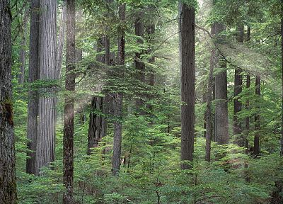 леса, Айдахо, национальный, рост - копия обоев рабочего стола