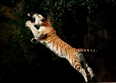 тигры, прыжки - случайные обои для рабочего стола